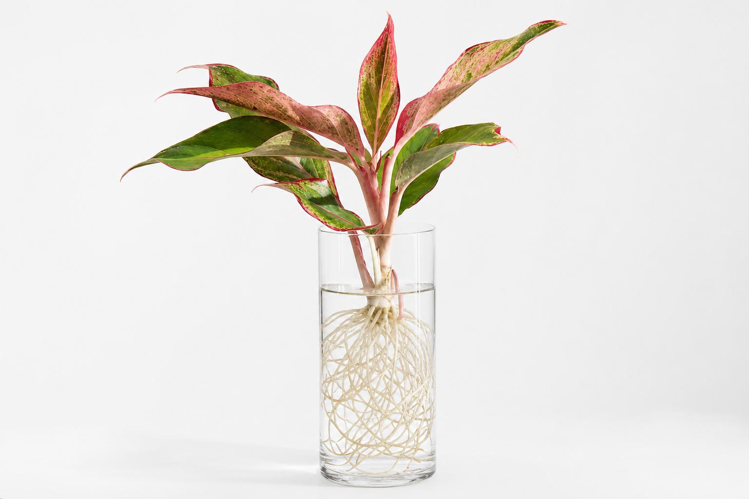 Aglaonema Siam Aurora hydroponic plant