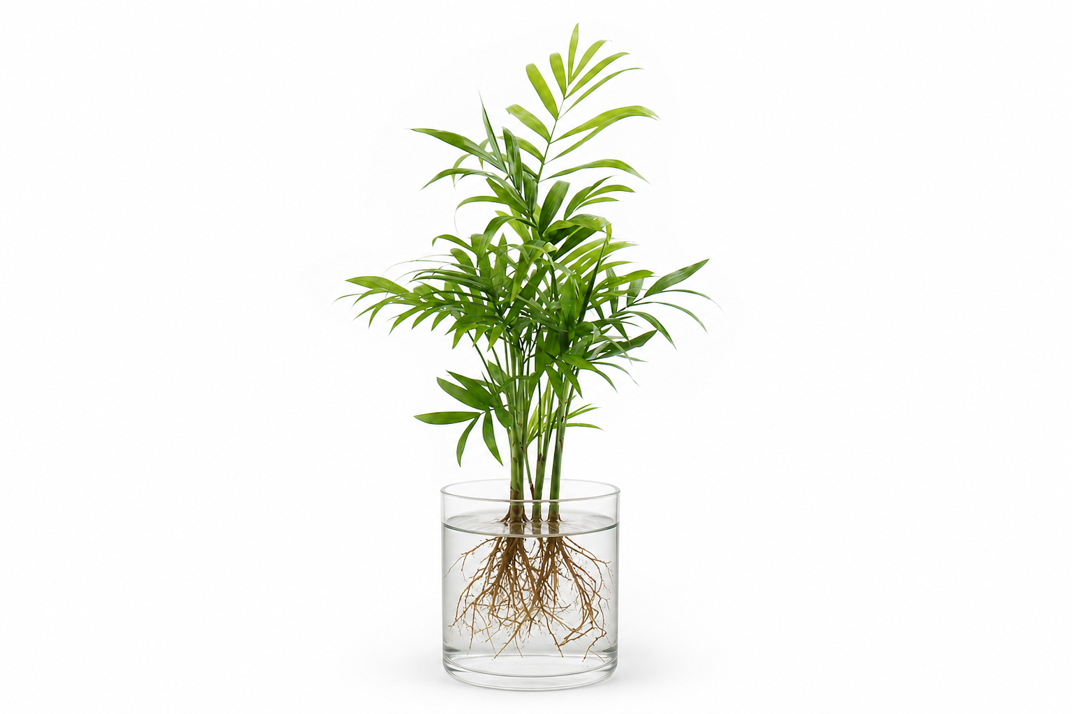 Areca Palm hydroponic plant