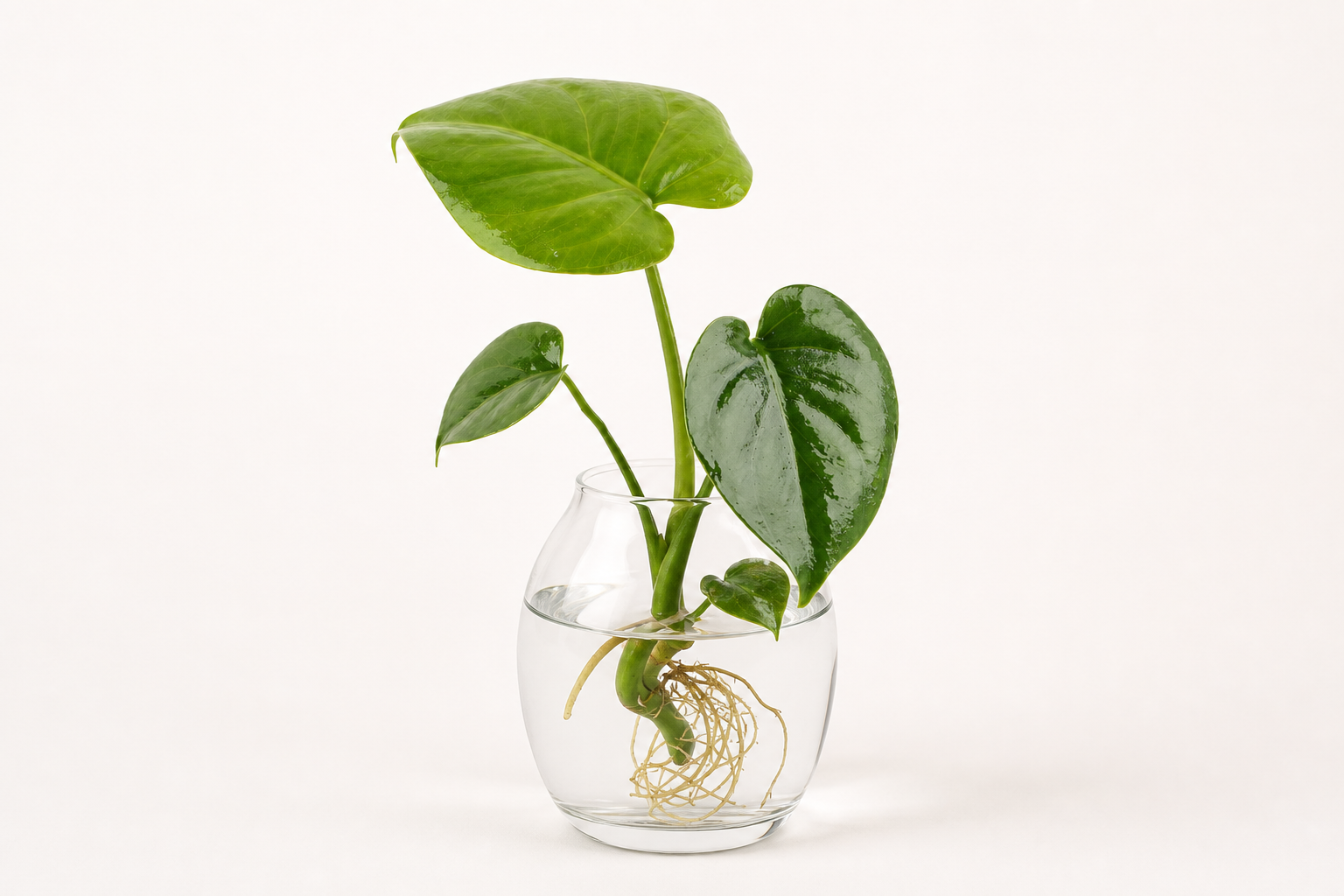 Monstera hydroponic plant