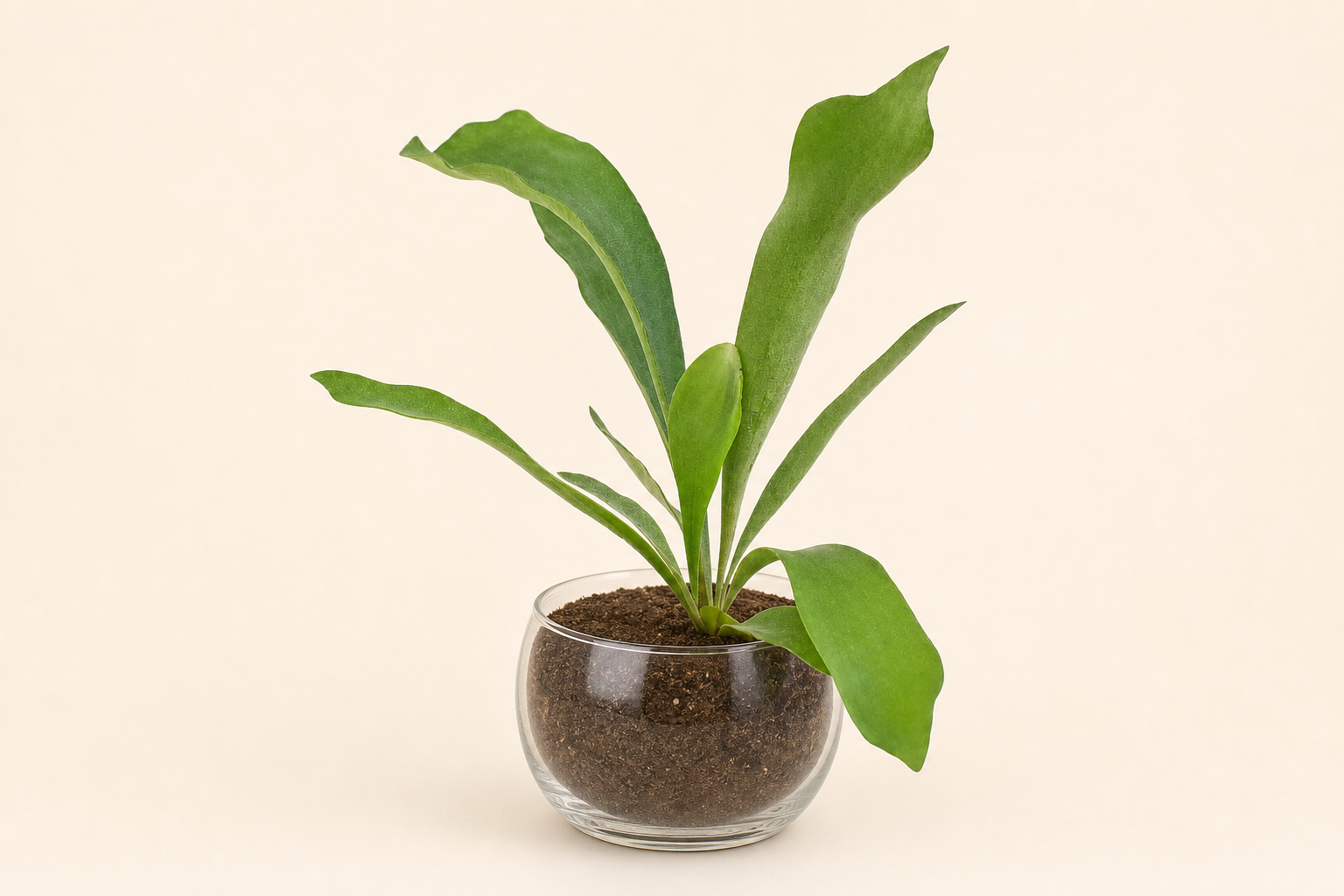 Staghorn Fern hydroponic plant